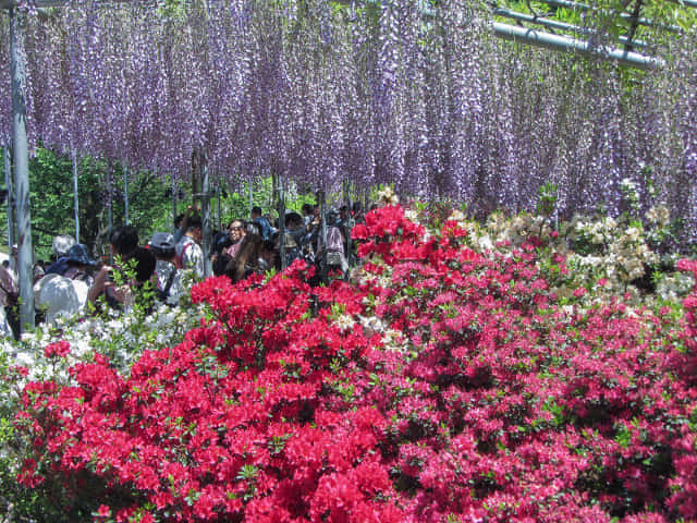 足利花卉公園 紫藤花棚、杜鵑花