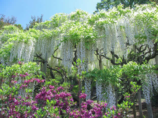 足利花卉公園 白藤花、杜鵑花