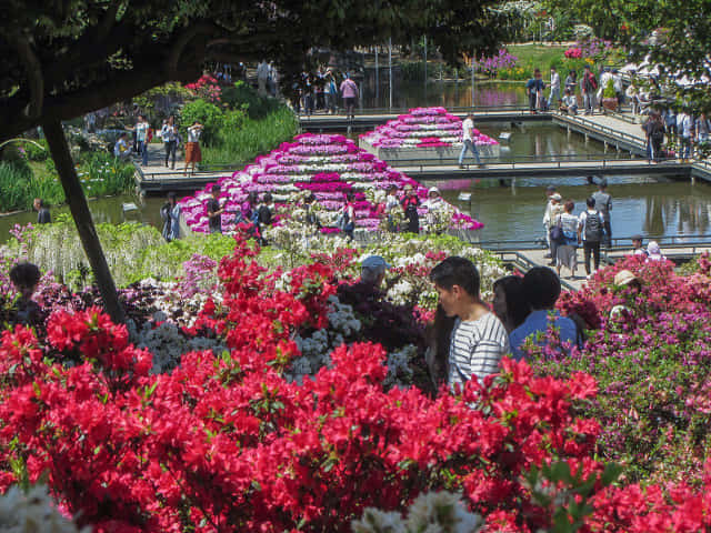 足利花卉公園 水上花壇