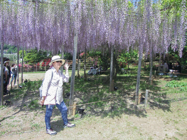 足利花卉公園 紫藤花棚