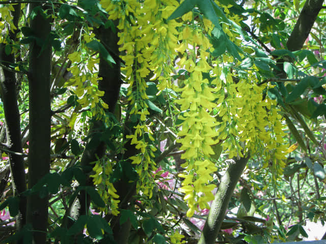 足利花卉公園 黃藤花隧道