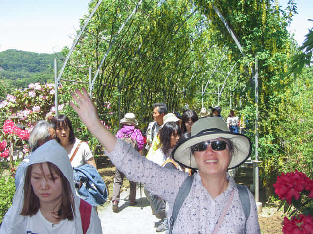 足利花卉公園 黃藤花隧道