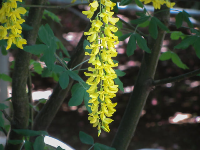 足利花卉公園 黃藤花隧道