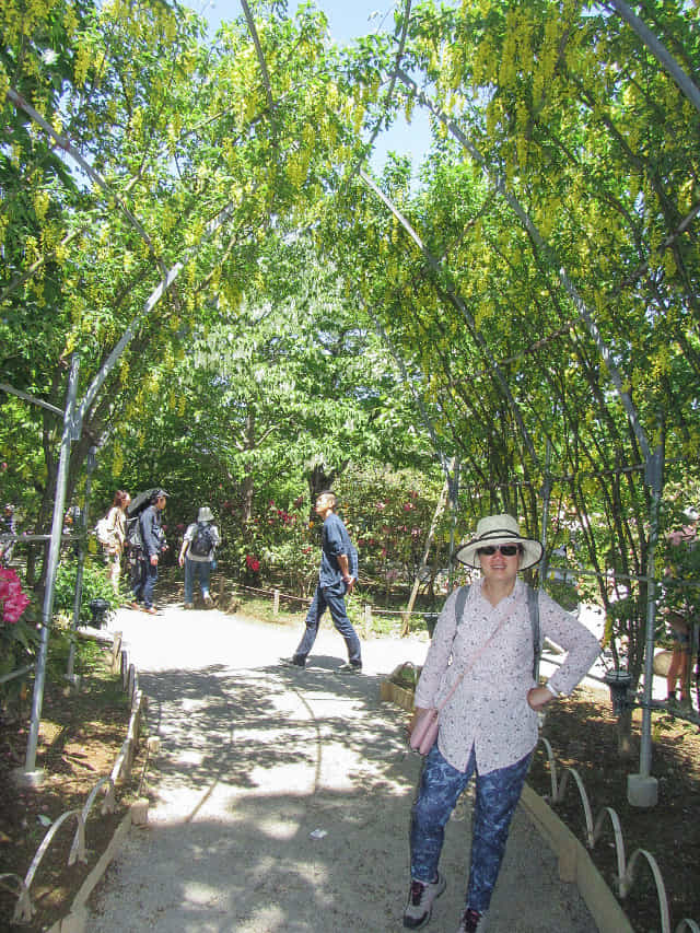 足利花卉公園 黃藤花隧道