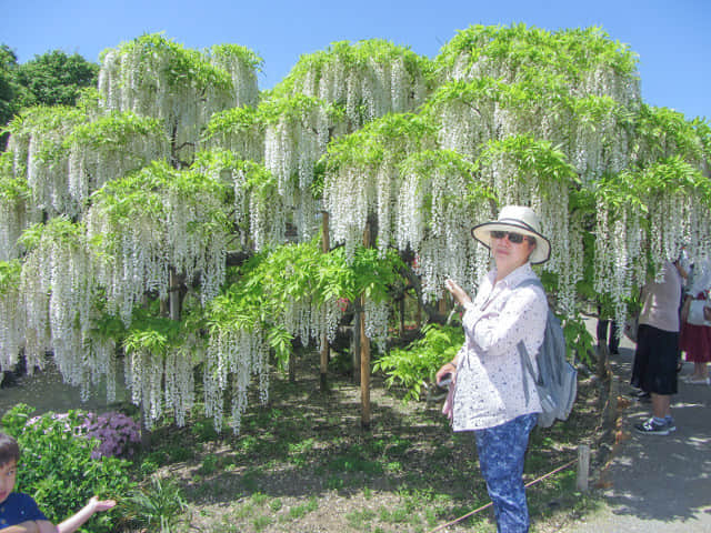 足利花卉公園 白藤花