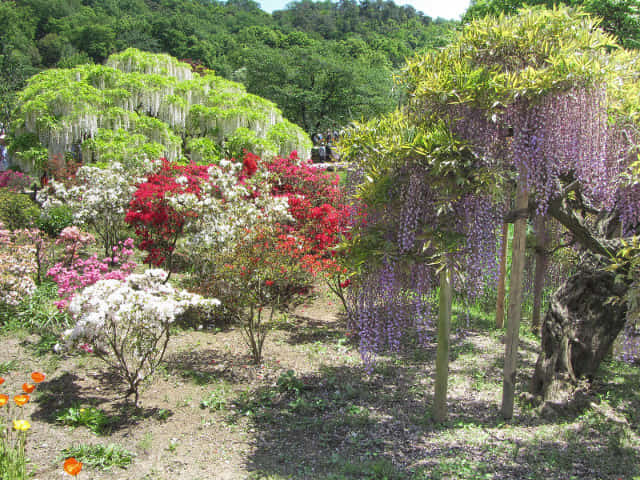 足利花卉公園 花圃、白藤花、紫藤花