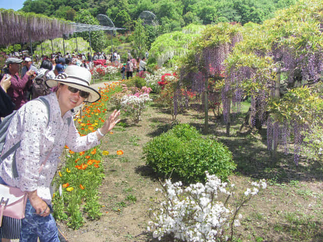 足利花卉公園 花圃、白藤花、紫藤花