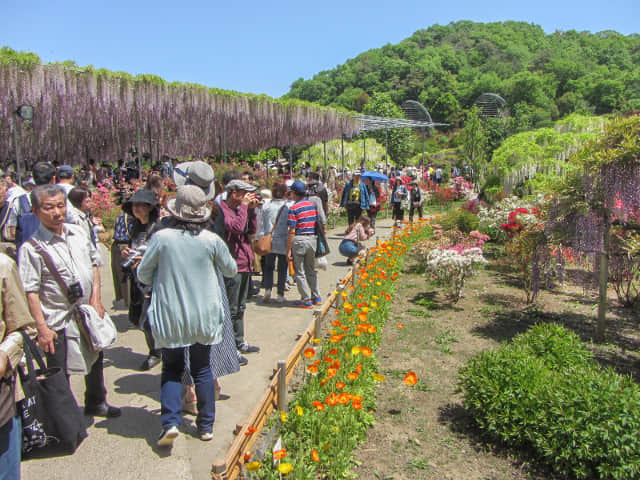 足利花卉公園 大長紫藤花棚