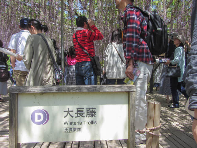 足利花卉公園 大長紫藤花棚