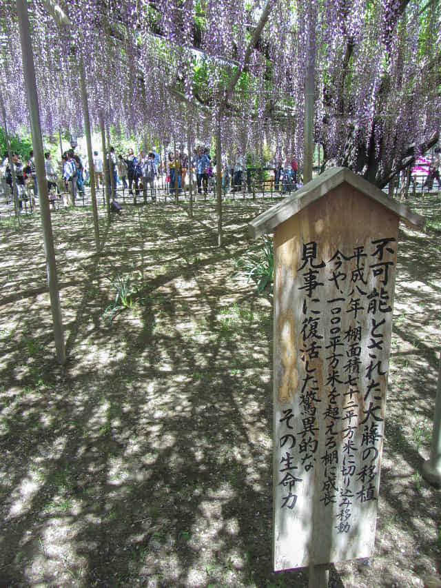 足利花卉公園 大長紫藤花棚