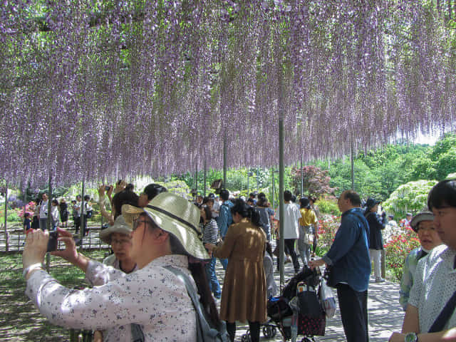 足利花卉公園 大長紫藤花棚