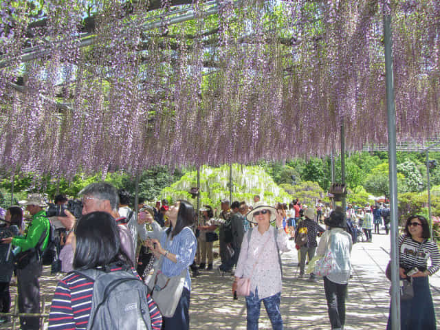 足利花卉公園 大長紫藤花棚