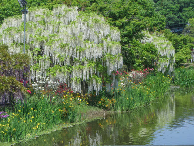 足利花卉公園 白藤花