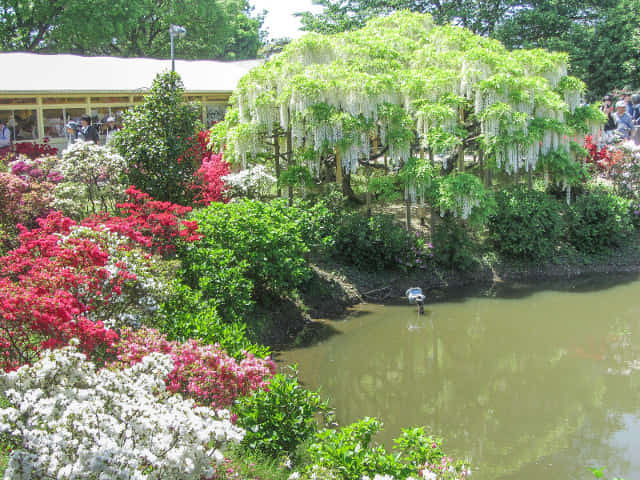 足利花卉公園 白藤花