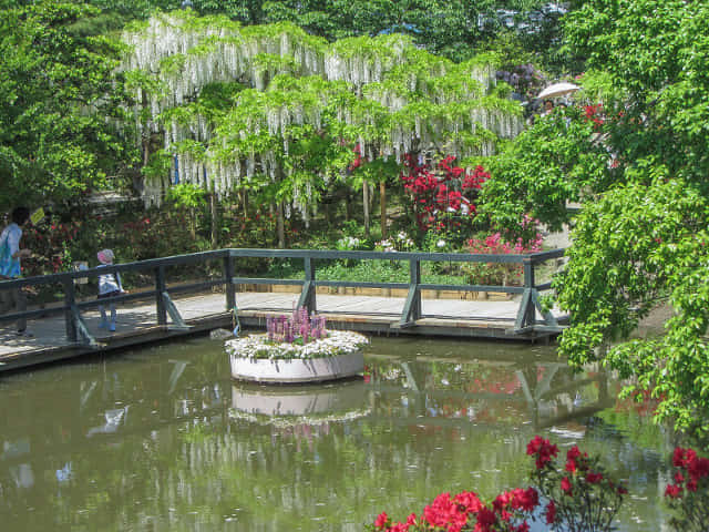 足利花卉公園 白藤花