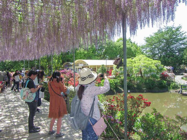 足利花卉公園 大長紫藤花棚