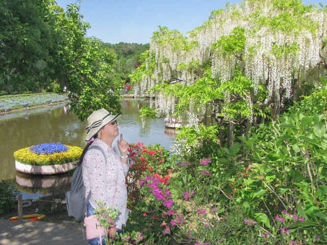 足利花卉公園 白藤花