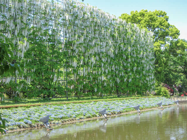 足利花卉公園 白藤瀑布(白藤の滝)