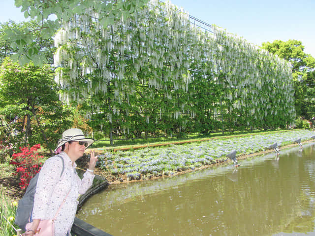 足利花卉公園 白藤瀑布(白藤の滝)