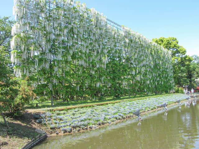 足利花卉公園 白藤瀑布(白藤の滝)