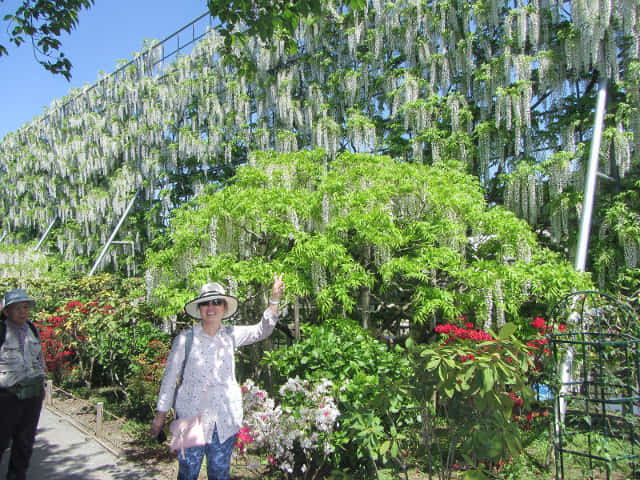 足利花卉公園 白藤瀑布(白藤の滝)