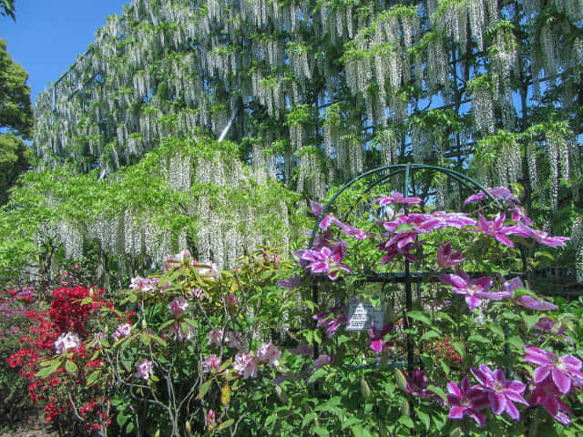 足利花卉公園 白藤瀑布(白藤の滝)