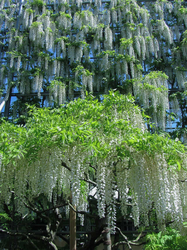 足利花卉公園 白藤瀑布(白藤の滝)