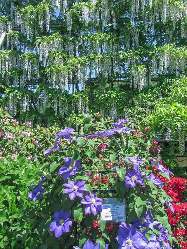 足利花卉公園 白藤瀑布(白藤の滝)