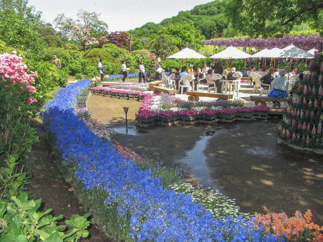 足利花卉公園 紫藤花棚