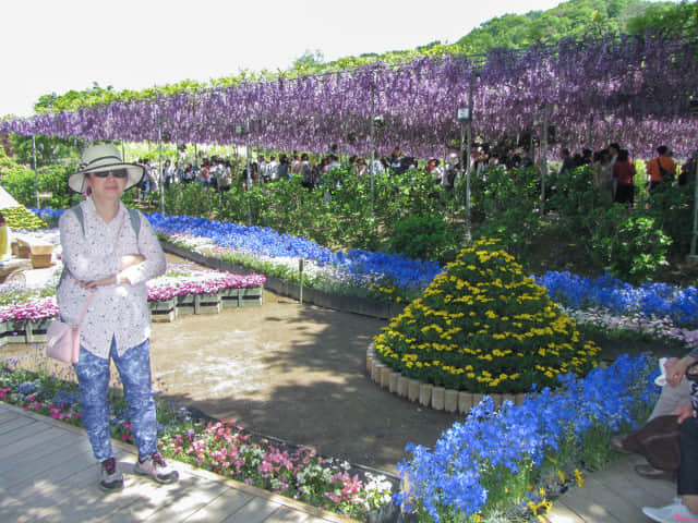 足利花卉公園 紫藤花棚