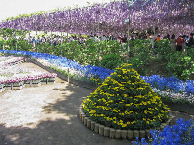 足利花卉公園 紫藤花棚