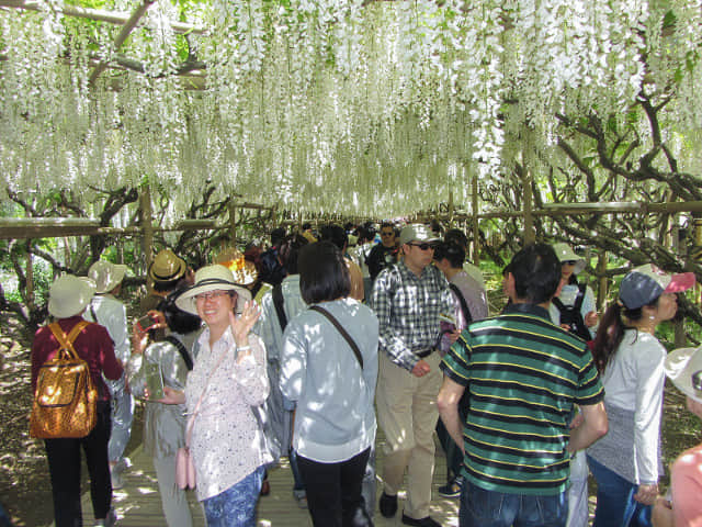 足利花卉公園 白藤隧道 (白藤のトンネル)