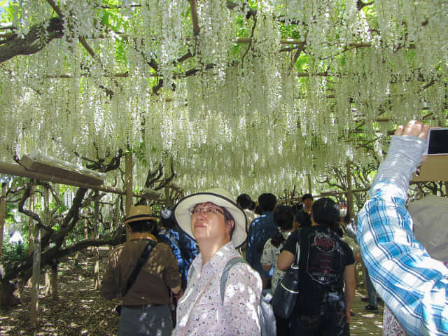 足利花卉公園 白藤隧道 (白藤のトンネル)