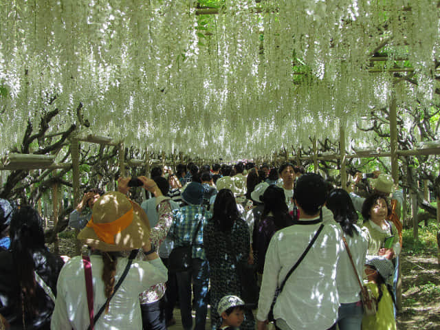 足利花卉公園 白藤隧道 (白藤のトンネル)