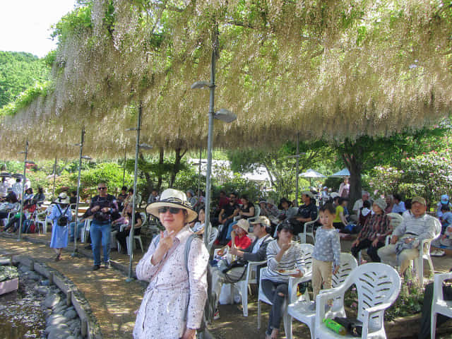 足利花卉公園 粉紅藤花棚 (うす紅の棚)