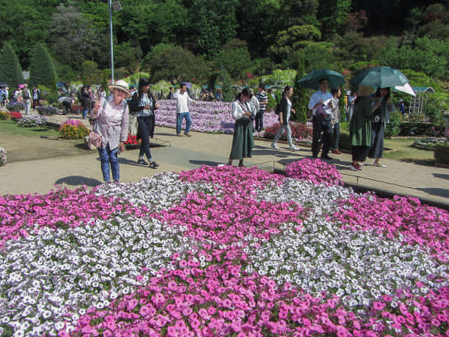 足利花卉公園 花圃