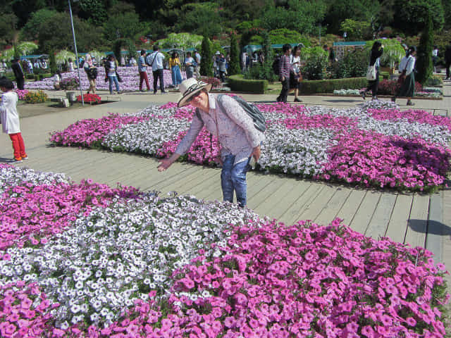 足利花卉公園 花圃