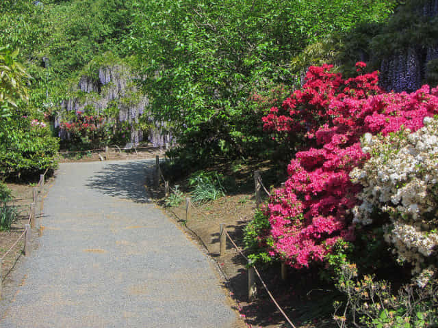 足利花卉公園