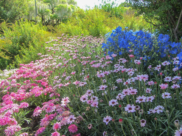 足利花卉公園 菊花