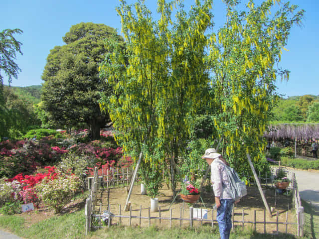 足利花卉公園