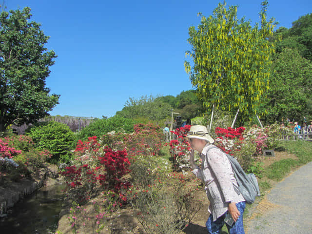 足利花卉公園