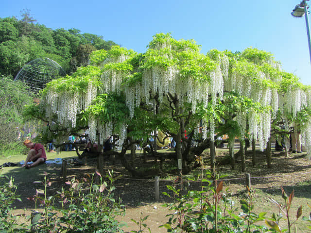 足利花卉公園 白藤花