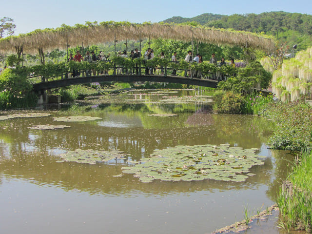 足利花卉公園うす紅橋 粉紅色藤花棚