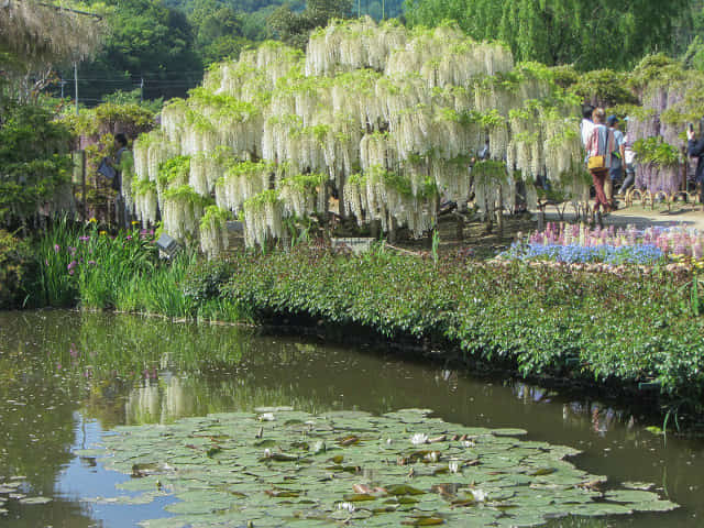 足利花卉公園うす紅橋 白藤花