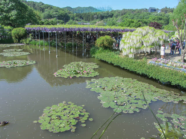 足利花卉公園 八重藤棚