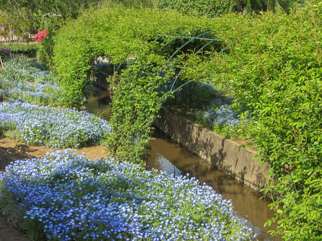 足利花卉公園 粉蝶花