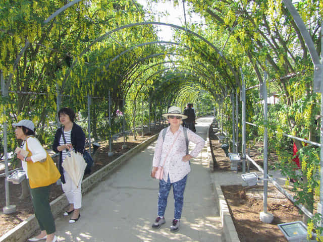 足利花卉公園 黃藤花隧道