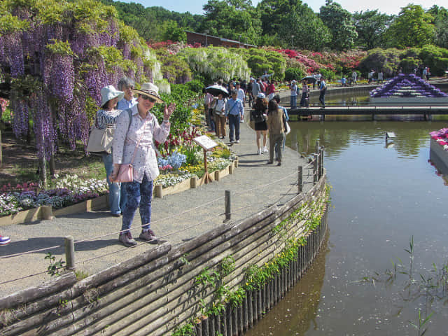 足利花卉公園 水上花壇