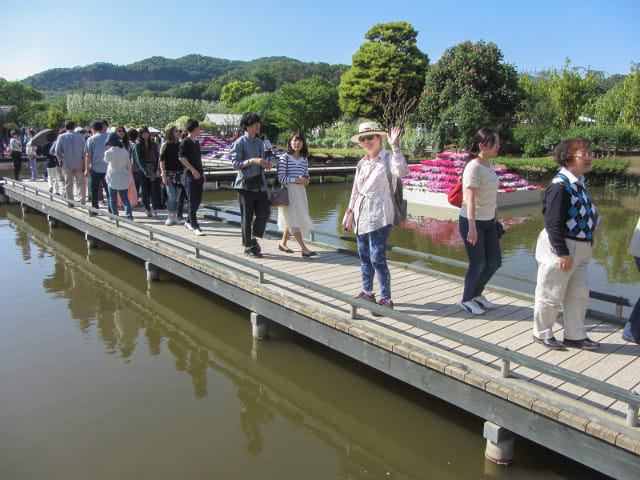 足利花卉公園 水上花壇