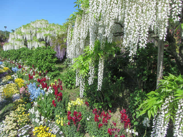 足利花卉公園 水上花壇畔花卉